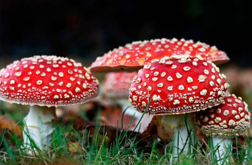 Champignons Sauvages